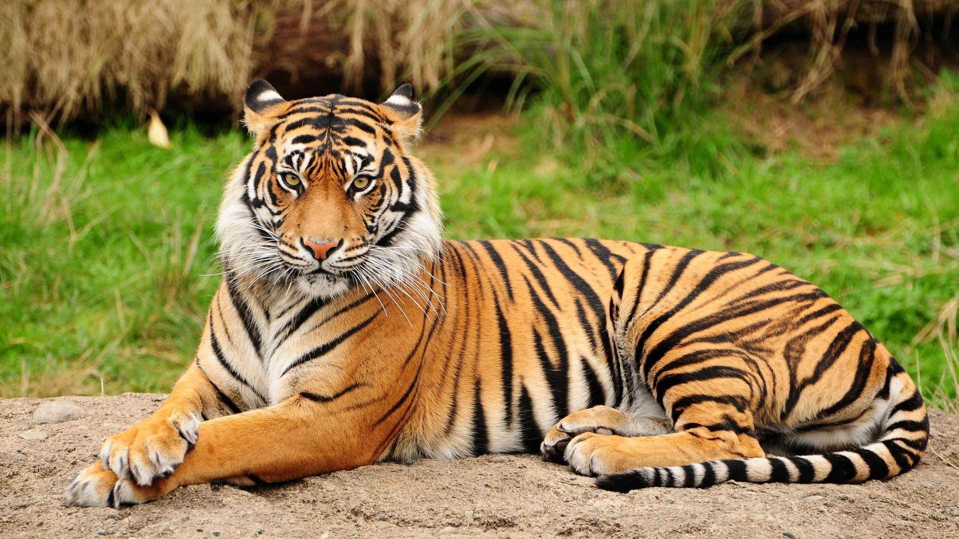 Royal Bengal Tiger