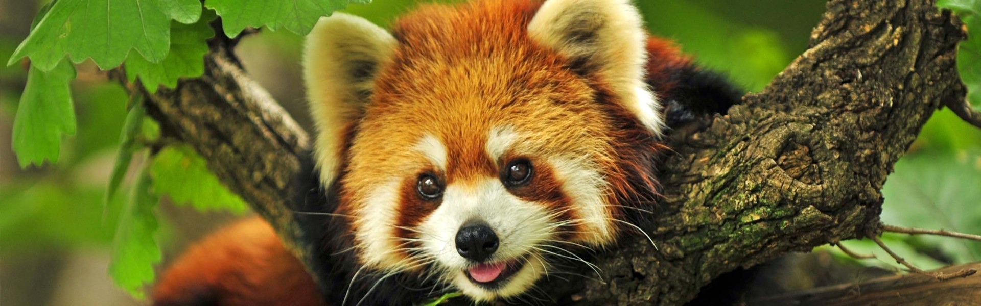 Red Panda
