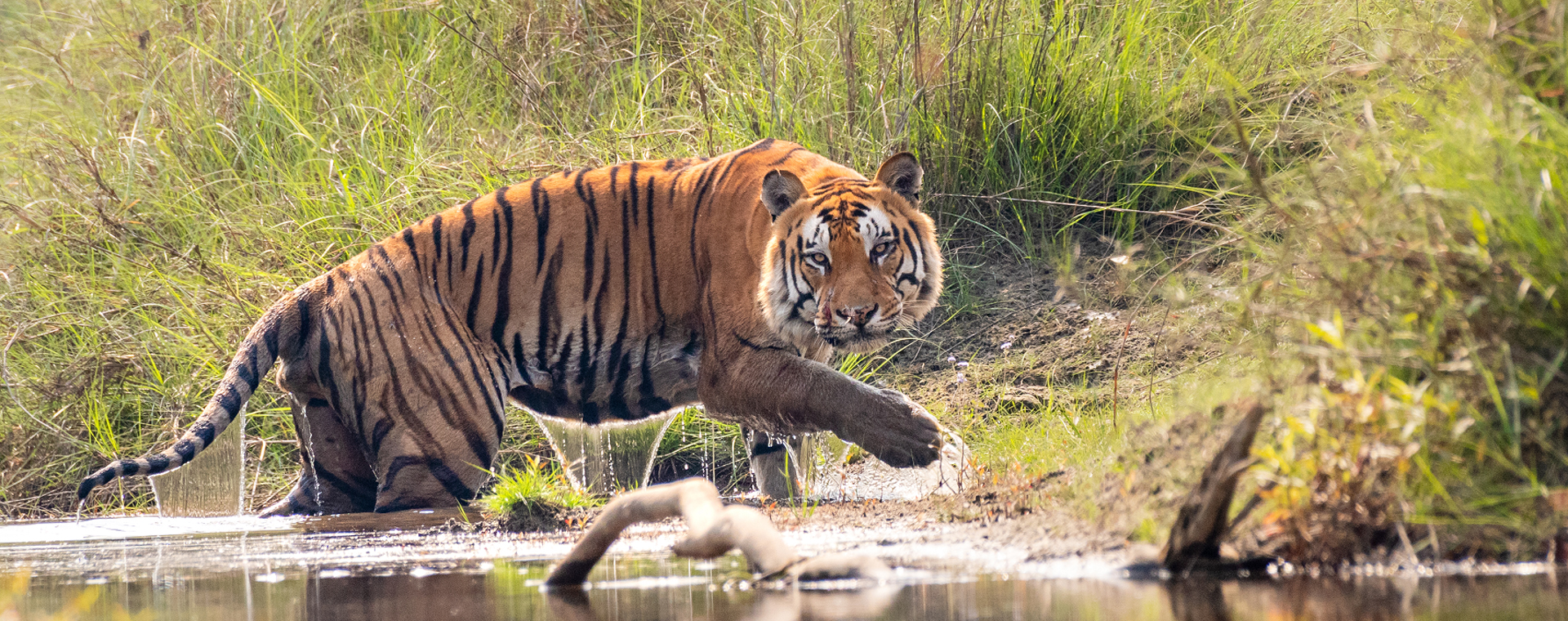 Tiger